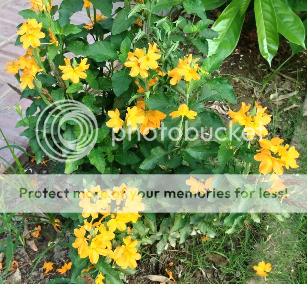 Crossandra infundibuliformis (Yellow firecracker) - Pakistan Gardening ...